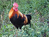 Bantam (male)