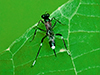 Black-and-white-banded Ichneumon Wasp