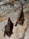 Black-bearded Tomb Bats