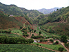 Doi Mae Salong tea plantations
