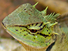 Southern Forest Crested Lizard