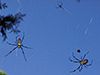 Joro Spiders