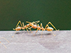 Weaver Ants communicating