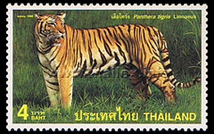 Tiger (Pantthera tigris Linnaeus)