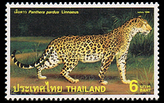 Leopard (Panthera pardus Linnaeus)