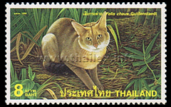 Jungle Cat (Felis chaus Guldenstaedt)