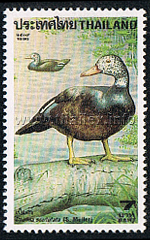 White-winged Wood Duck (Asarcornis scutulata)