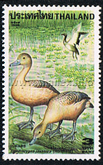 Lesser Whistling Duck (Dendrocygna Javanica)