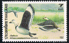 Cotton Pygmy Goose (Nettapus coromandelianus)