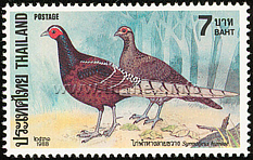 Bar-tailed Pheasant (Syrmaticus humiae)