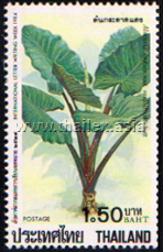International Letter Writing Week - Thai Medicinal Succulents