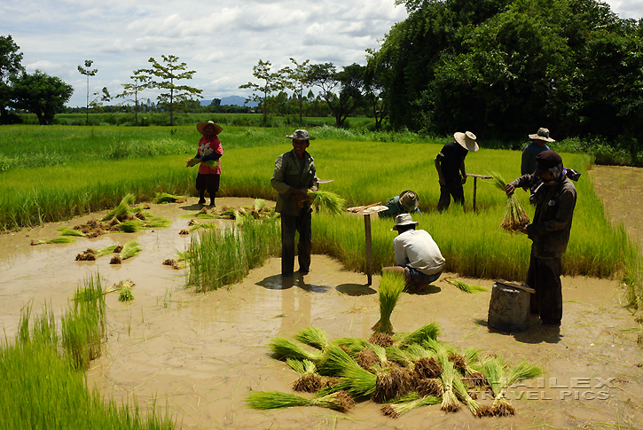 Rice Farming, Sukhothai (Thailand)