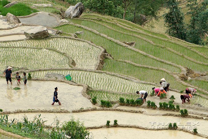 Rice Terraces, Sapa (Vietnam)