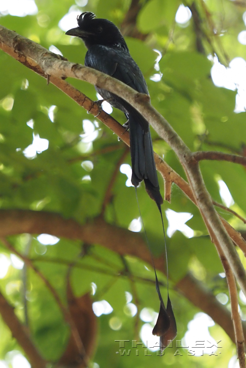 Greater Racket-tailed Drongo